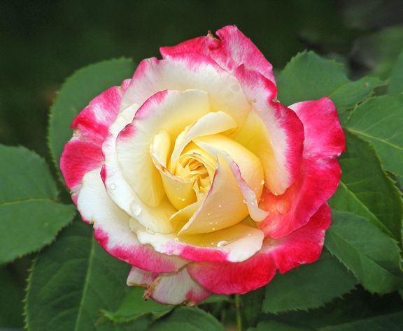 Double Delight photo 2014_07130014_zpsf036bf62.jpg